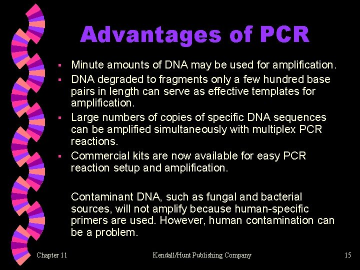 Advantages of PCR Minute amounts of DNA may be used for amplification. § DNA