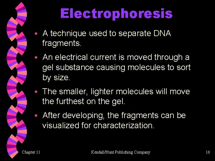 Electrophoresis § A technique used to separate DNA fragments. § An electrical current is
