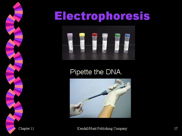 Electrophoresis Pipette the DNA. Chapter 11 Kendall/Hunt Publishing Company 17 