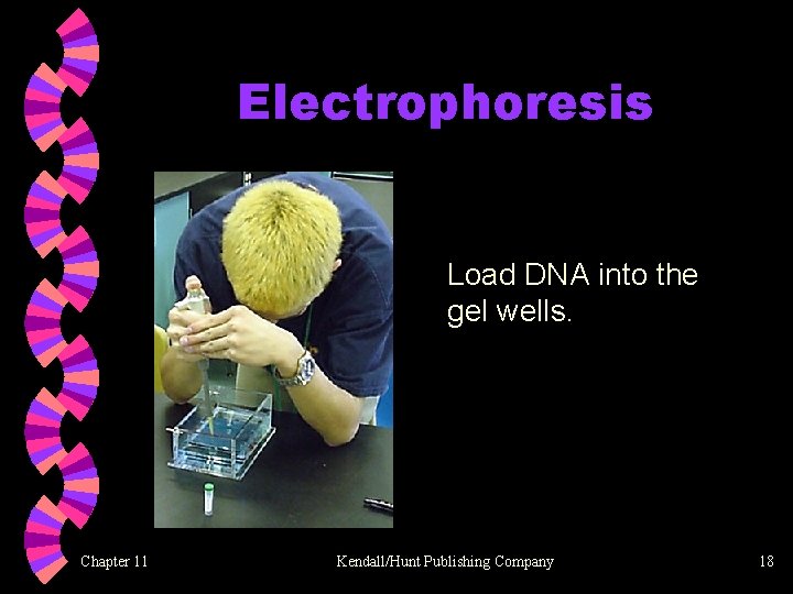 Electrophoresis Load DNA into the gel wells. Chapter 11 Kendall/Hunt Publishing Company 18 