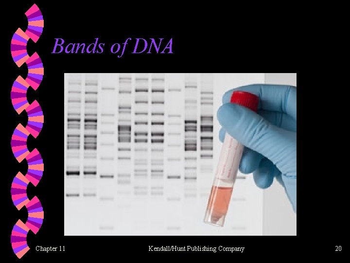 Bands of DNA Chapter 11 Kendall/Hunt Publishing Company 20 