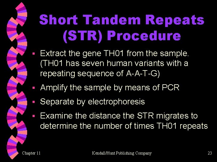 Short Tandem Repeats (STR) Procedure § Extract the gene TH 01 from the sample.