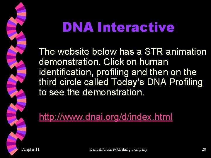 DNA Interactive The website below has a STR animation demonstration. Click on human identification,
