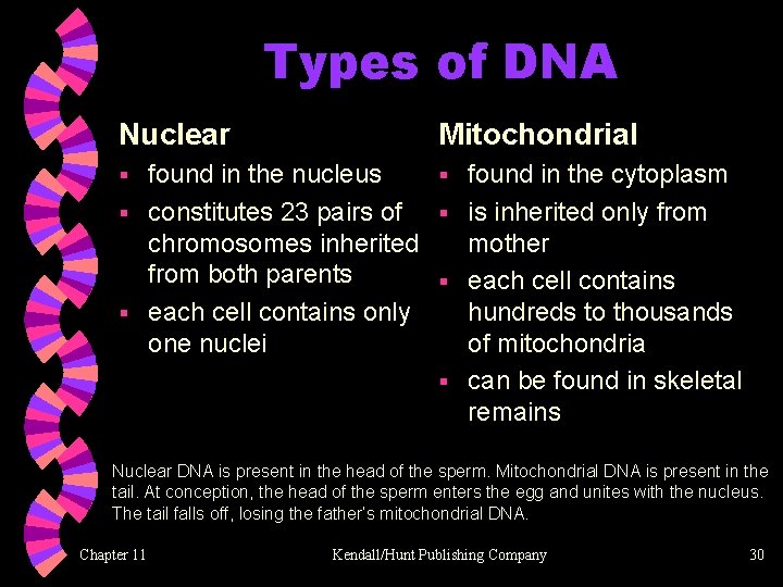 Types of DNA Nuclear Mitochondrial found in the nucleus § found in the cytoplasm