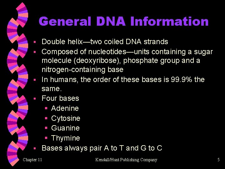 General DNA Information § § § Double helix—two coiled DNA strands Composed of nucleotides—units