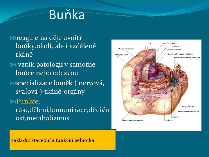 Buňka reaguje na děje uvnitř buňky, okolí, ale i vzdálené tkáně vznik patologií v