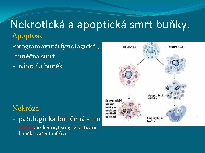 Nekrotická a apoptická smrt buňky. Apoptosa -programovaná(fyziologická ) buněčná smrt - náhrada buněk Nekróza