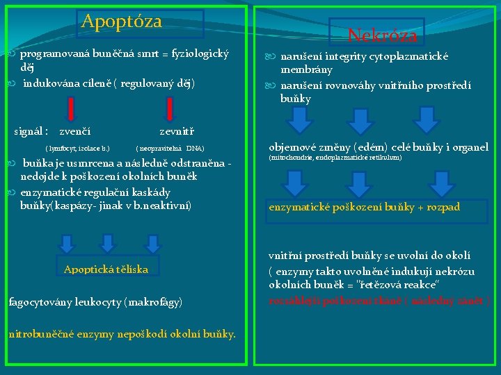 Apoptóza programovaná buněčná smrt = fyziologický děj indukována cíleně ( regulovaný děj) signál :