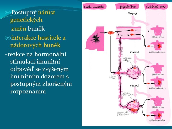  Postupný nárůst genetických změn buněk interakce hostitele a nádorových buněk -reakce na hormonální