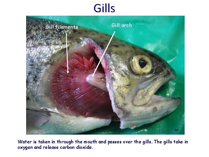 Gills Gill filaments Gill arch Dar Water is taken in through the mouth and