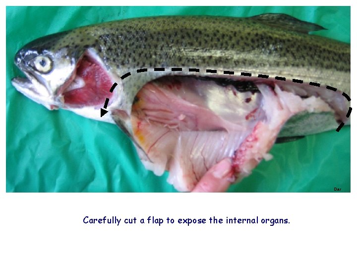 Dar Carefully cut a flap to expose the internal organs. 