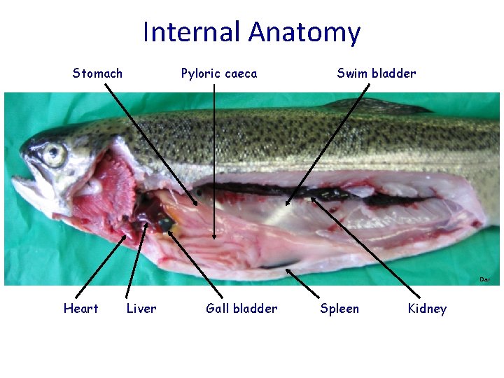 Internal Anatomy Stomach Pyloric caeca Swim bladder Dar Heart Liver Gall bladder Spleen Kidney