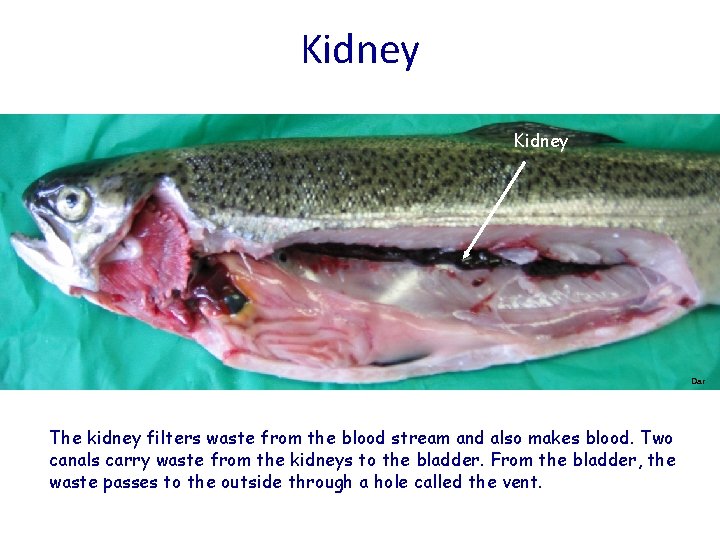 Kidney Dar The kidney filters waste from the blood stream and also makes blood.