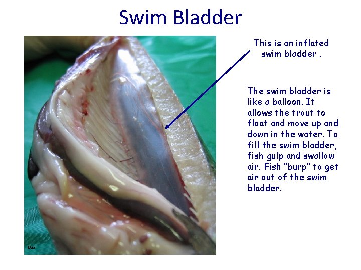 Swim Bladder This is an inflated swim bladder. The swim bladder is like a