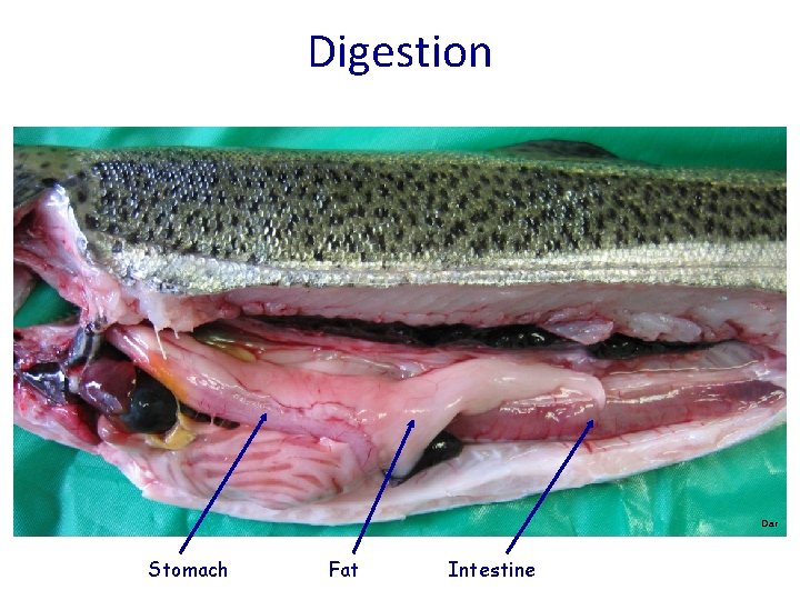 Digestion Dar Stomach Fat Intestine 