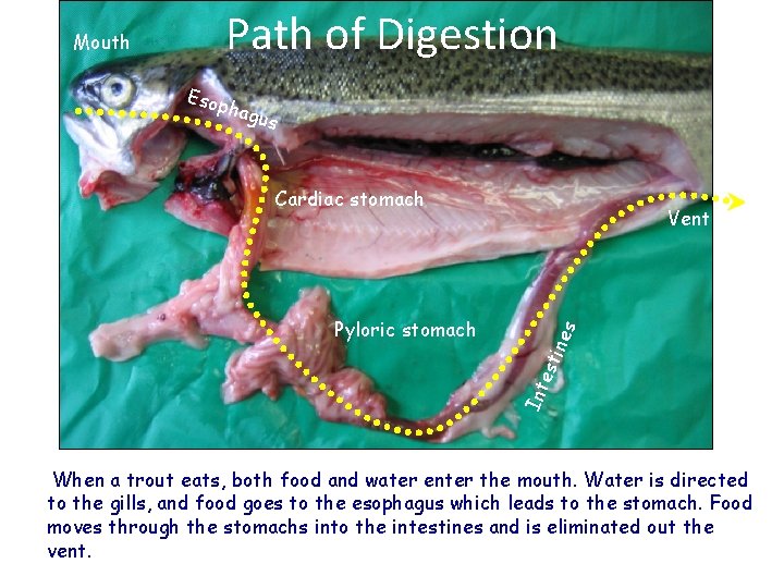 Mouth Path of Digestion Esop hagu s Cardiac stomach nes Int est i Pyloric