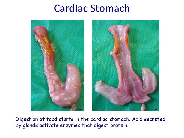 Cardiac Stomach Dar Digestion of food starts in the cardiac stomach. Acid secreted by