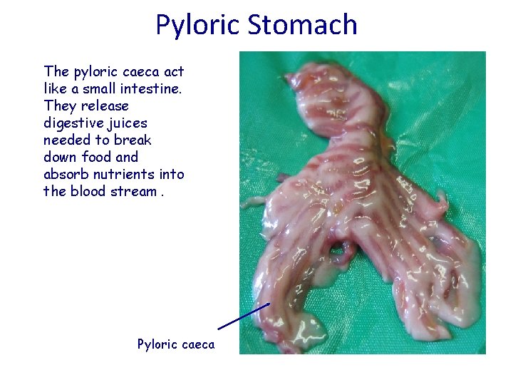 Pyloric Stomach The pyloric caeca act like a small intestine. They release digestive juices