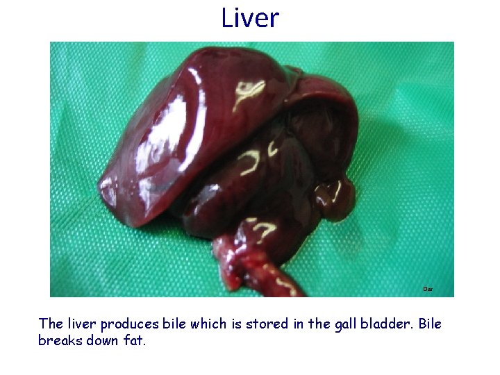 Liver Dar The liver produces bile which is stored in the gall bladder. Bile