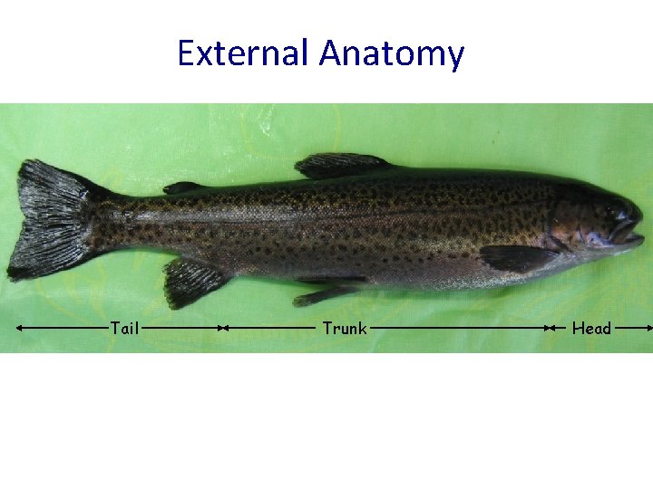 Oncorhynchus mykiss Rainbow trout External Anatomy Tail Trunk