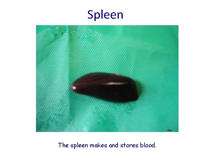 Spleen Dar The spleen makes and stores blood. 