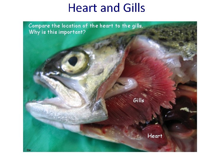 Heart and Gills Compare the location of the heart to the gills. Why is