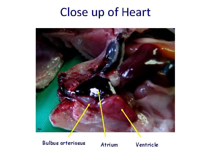 Close up of Heart Dar Bulbus arteriosus Atrium Ventricle 