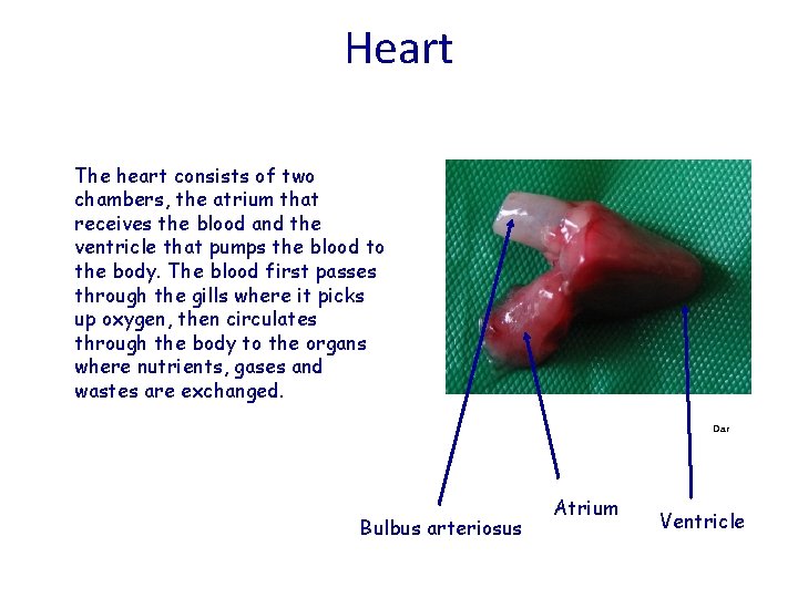 Heart The heart consists of two chambers, the atrium that receives the blood and