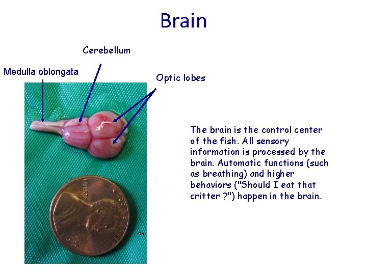 Brain Cerebellum Medulla oblongata Optic lobes The brain is the control center of the