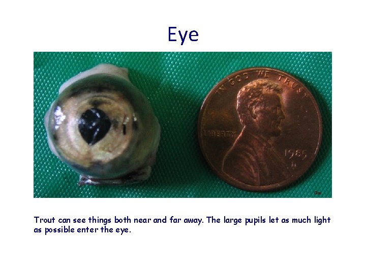 Eye Dar Trout can see things both near and far away. The large pupils