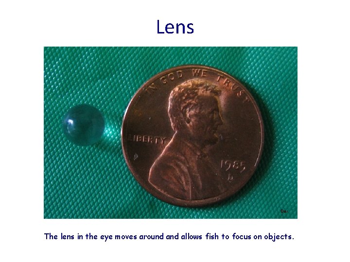 Lens Dar The lens in the eye moves around allows fish to focus on