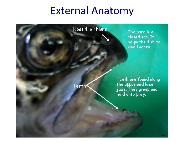 External Anatomy Nostril or Nare Teeth The nare is a closed sac. It helps