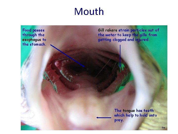Mouth Food passes through the esophagus to the stomach. Gill rakers strain particles out