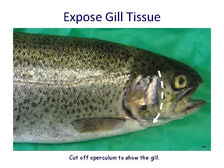Expose Gill Tissue Dar Cut off operculum to show the gill. 
