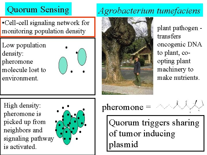 Quorum Sensing Agrobacterium tumefaciens • Cell-cell signaling network for monitoring population density plant pathogen