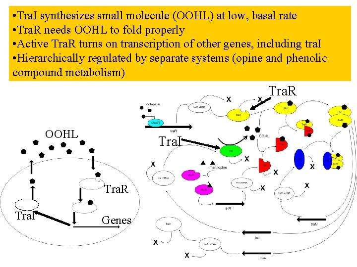  • Tra. I synthesizes small molecule (OOHL) at low, basal rate • Tra.