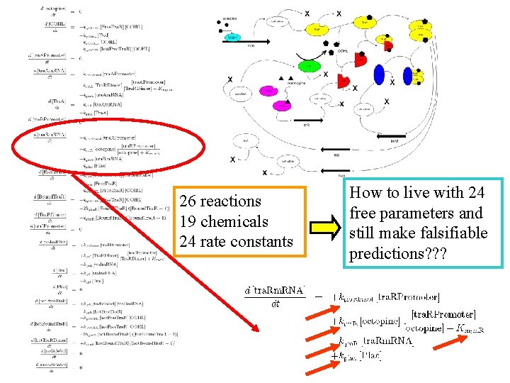 26 reactions 19 chemicals 24 rate constants How to live with 24 free parameters