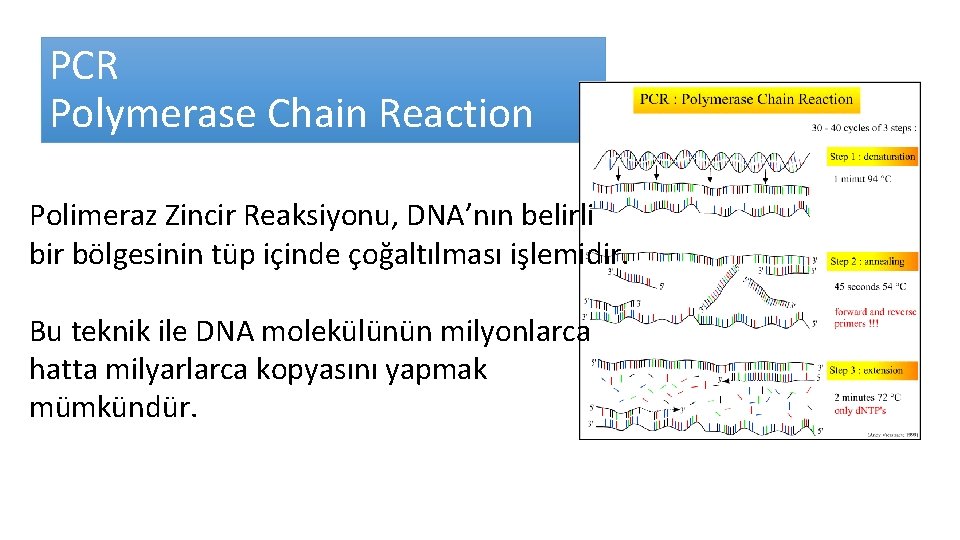 PCR Polymerase Chain Reaction Polimeraz Zincir Reaksiyonu, DNA’nın belirli bir bölgesinin tüp içinde çoğaltılması