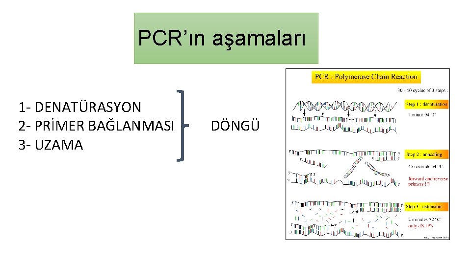 PCR’ın aşamaları 1 - DENATÜRASYON 2 - PRİMER BAĞLANMASI 3 - UZAMA DÖNGÜ 