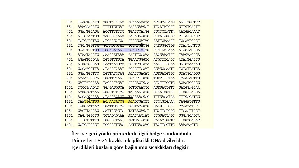 İleri ve geri yönlü primerlerle ilgili bölge sınırlandırılır. Primerler 18 -25 bazlık tek iplikçikli