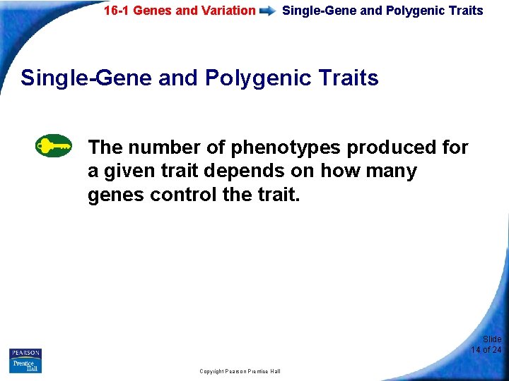 16 -1 Genes and Variation Single-Gene and Polygenic Traits The number of phenotypes produced