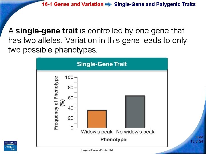 16 -1 Genes and Variation Single-Gene and Polygenic Traits A single-gene trait is controlled