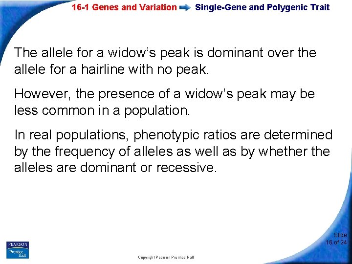 16 -1 Genes and Variation Single-Gene and Polygenic Trait The allele for a widow’s