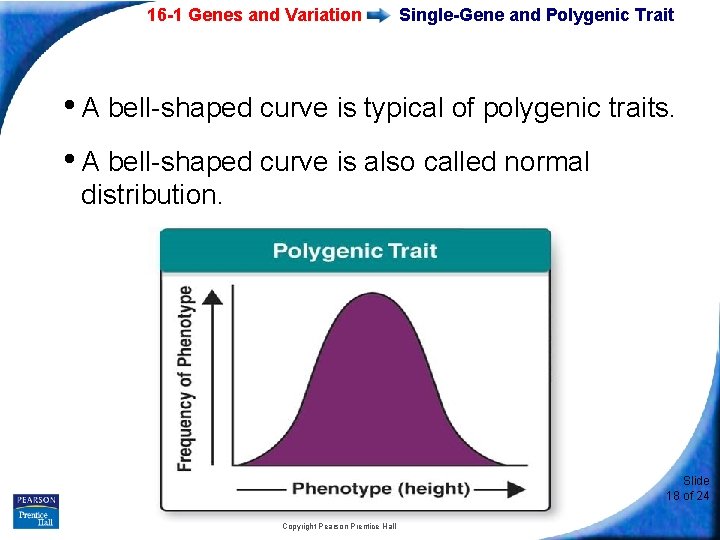 16 -1 Genes and Variation Single-Gene and Polygenic Trait • A bell-shaped curve is