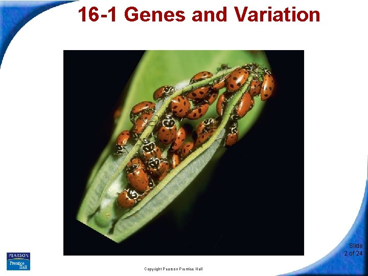 16 -1 Genes and Variation Slide 2 of 24 Copyright Pearson Prentice Hall 