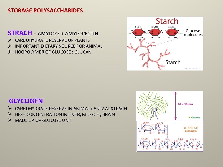 STORAGE POLYSACCHARIDES STRACH = AMYLOSE + AMYLOPECTIN Ø CARBOHYDRATE RESERVE OF PLANTS Ø IMPORTANT