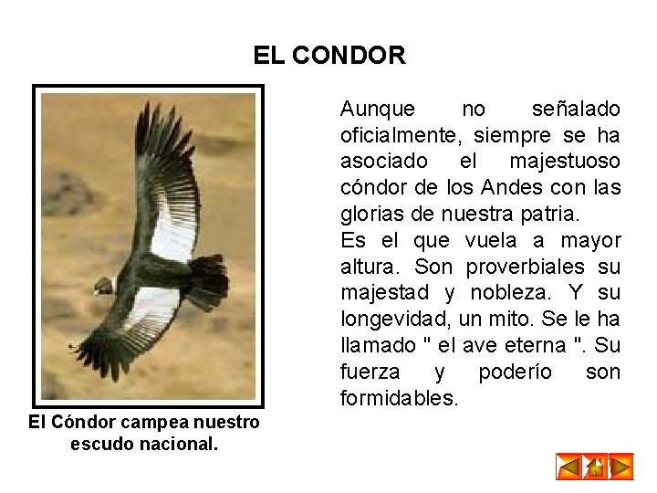 EL CONDOR Aunque no señalado oficialmente, siempre se ha asociado el majestuoso cóndor de