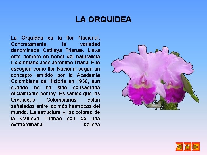 LA ORQUIDEA La Orquídea es la flor Nacional. Concretamente, la variedad denominada Cattleya Trianae.