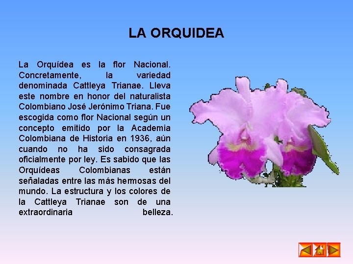 LA ORQUIDEA La Orquídea es la flor Nacional. Concretamente, la variedad denominada Cattleya Trianae. LA ORQUIDEA La Orquídea es la flor Nacional. Concretamente, la variedad denominada Cattleya Trianae.