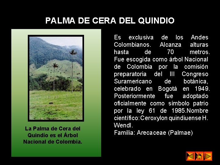 PALMA DE CERA DEL QUINDIO La Palma de Cera del Quindío es el Árbol